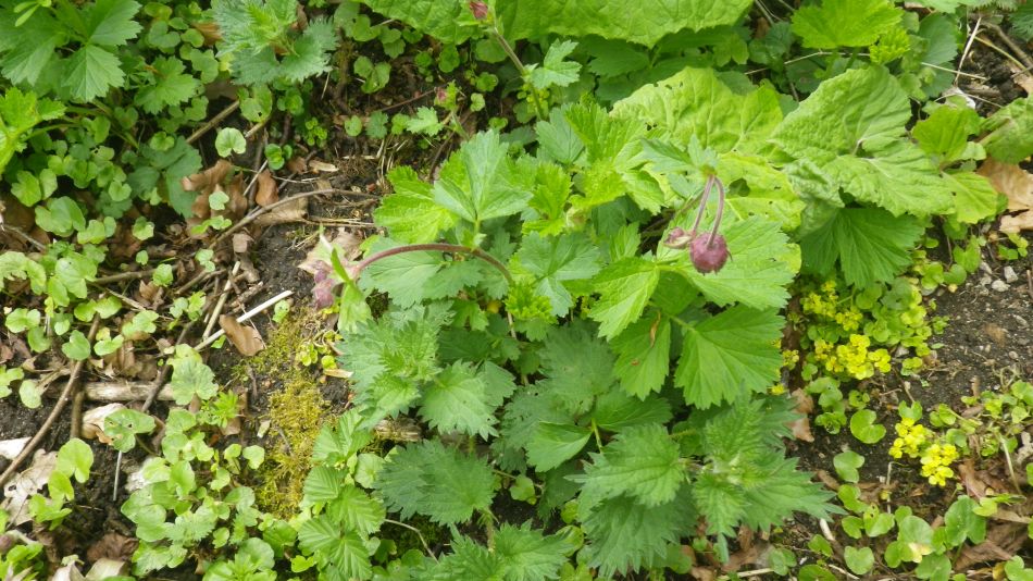 2019-04-29 32 Geum rivale.JPG